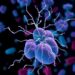 New Phages Target Extraintestinal E. coli Clones