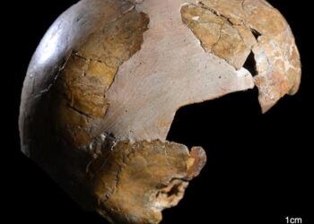 The skull of Skhul I child showing cranial curvature typical of Homo sapiens.