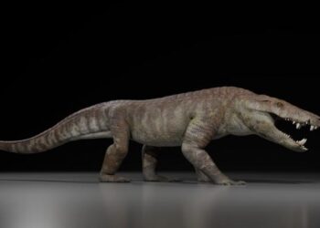 A new large hypercarnivorous crocodyliform from the Maastrichtian of Southern Patagonia, Argentina