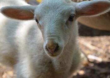 Lamb