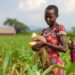 Boosting farming won’t eliminate Africa’s ‘hidden hunger’ gaps, study finds
