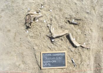 From meat to raw material: the Middle Pleistocene elephant butchery site of Casal Lumbroso (Rome, central Italy)
