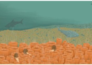 Glass factory found: Basinwide (600 km) preservation of sponges on the Phosphoria glass ramp, Permian, USA