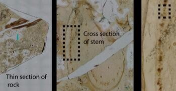 An Aglaophyton fossil sample with exquisitely preserved fungal structures