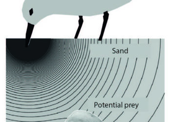 Overview of the experiment setup for tactile detection in granular media. (a) Human experiment setup, showing a participant finger raking through a sand-filled box with an LED strip guiding the trajectory and buried cube at fixed locations. (b) Robotic ex