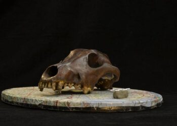 Canid skull