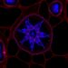 KRAS Identified as Key Regulator in Ovarian Follicle Development