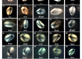 Starch granules of S. jamesii