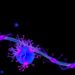 PRICE: Precise MicroRNA Detection at Single-Nucleotide Resolution