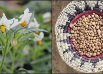 Ancient use and long-distance transport of the Four Corners Potato (Solanum jamesii) across the Colorado Plateau: Implications for early stages of domestication