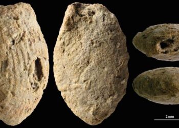 A butterfly clay bead from the Final Natufian period