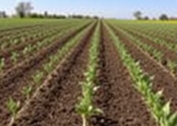 13 Year Study Reveals Variations in Soil Carbon Accumulation Across Bioenergy Crops