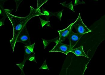 PHB2 Signaling Fuels Resistance to KRAS G12C Inhibitors