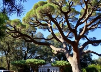 Arbor Day Alert: California’s Native Trees Face Greater Threat Than Previously Estimated