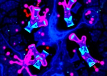 B Cells, Lymphoid Structures Predict Pleural Mesothelioma Outcomes — Cancer