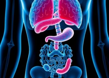 Brain Movement Linked to Abdominal Mechanical Coupling — Medicine