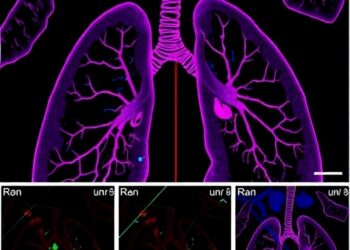 Dual Protein Inhibition Reverses Lung Scarring in Preclinical Study — Medicine
