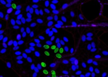 Epithelial SLC39A1 Shields Male Mice from Lung Injury — Medicine