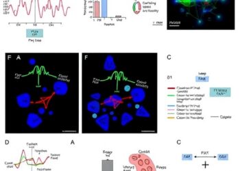 FXR–YAP Signaling Safeguards Biliary Cells, Liver Health — Medicine