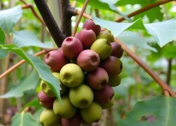 Hasanuddin University Study Uncovers Key Insights for Enhancing Climate Resilience in Smallholder Cacao Farms — Technology and Engineering