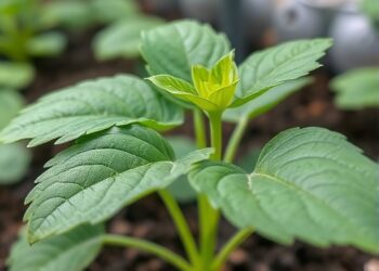 How Oligochitosan Activates Plant Defenses Against Potato Virus Y — Agriculture