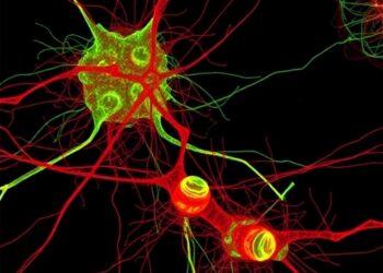 Hyperdynamic Microtubules in Neuronal Cells from Schizophrenia — Social Science