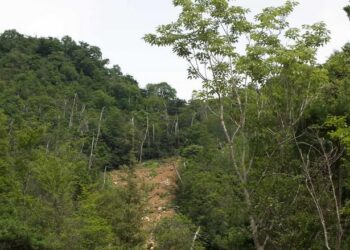 A medieval castle site with shallow landslide