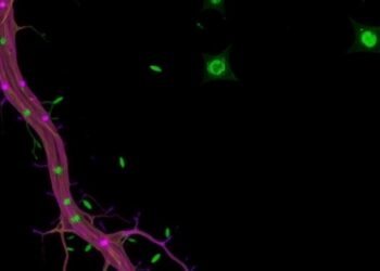 Mast Cell Tryptase Alters Nuclei, Slows Breast Cancer