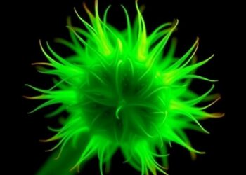 New Microscope Uncovers Hidden Variations in Photosynthetic Light-Harvesting Antennae — Biology