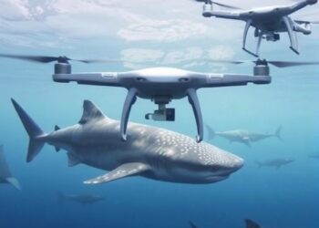 New Study Explores How Drones Affect Whale Sharks — Technology and Engineering