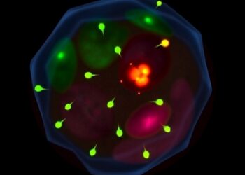 Propranolol Blocks Hemangioma Growth via NEAT1 Pathway — Technology and Engineering