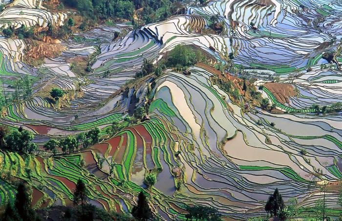 Rice cultivation