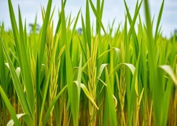 Rice Roots Attract Bacillus Using Heptadecanoic Acid — Biology