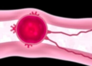 Scientists Discover ‘Organizer’ Cells Responsible for Building Bone Marrow — Space