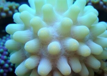 Shading Maintains Thermal Tolerance in Montipora capitata Coral