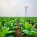 Strategies to Minimize Pollution in Tobacco Farming — Agriculture
