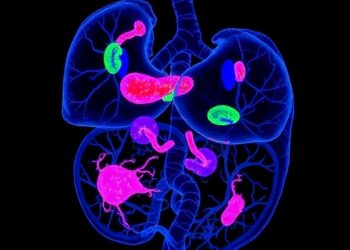 3D Whole-Organ Imaging Uncovers Residual Insulin-Producing Cells in Type 1 Diabetes — Medicine