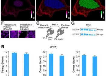 Aberrant mRNA Splicing Fuels Endometriotic Cell Growth — Medicine
