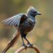 Ancient Bird Flaunts Long Tail Feathers to Woo Mates, Study Reveals — Biology