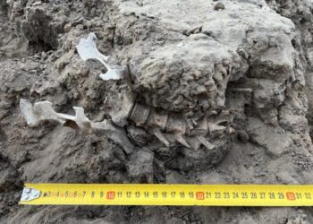 Articulated skeleton