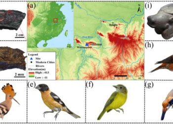 Archaeological location and proteomic identifications of the feather sample from Tomb No. 1 at the Wuwangdun site.