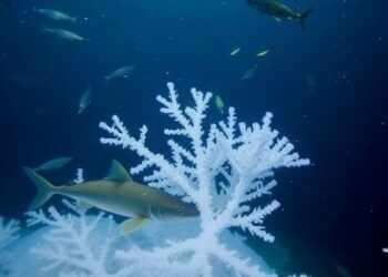 Arctic Seafloor Monitoring Reveals Rare Sights: Backward-Swimming Fish, Narwhal Calls, and Stunning Deep-Sea Life with Tide-Driven Marine Snow — Marine