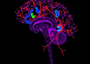 Astrocyte Glucocorticoid Signals Limit Neuronal Plasticity — Medicine