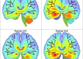 Astrocytic Functional Units Across Multiple Scales — Medicine