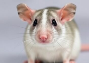 Behavioral Profiling Validates ADHD Model in Hypertensive Rats — Psychology & Psychiatry