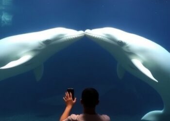 Beluga Whales Show Signs of Mirror Self-Recognition in Captivity, Study Finds — Marine