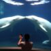 Beluga Whales Show Signs of Mirror Self-Recognition in Captivity, Study Finds — Marine