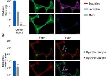 Blocking TGM2 Boosts Cisplatin Response in MSH2-Deficient Bladder Cancer — Medicine