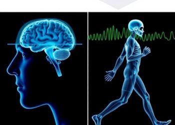 Brain and Muscle Activity During Dual-Task Walking — Medicine