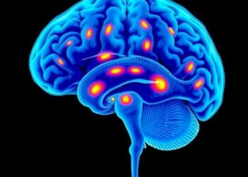 Brainstem Population Dynamics Control REM Sleep — Medicine